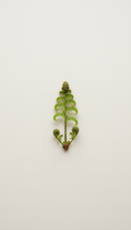 Live Fern Starter Plant