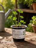 Flat Leaf Italian Parsley