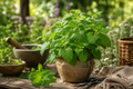Lemon Balm Live Plant