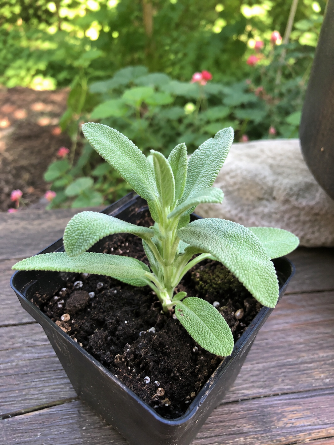 Sage Live Plant