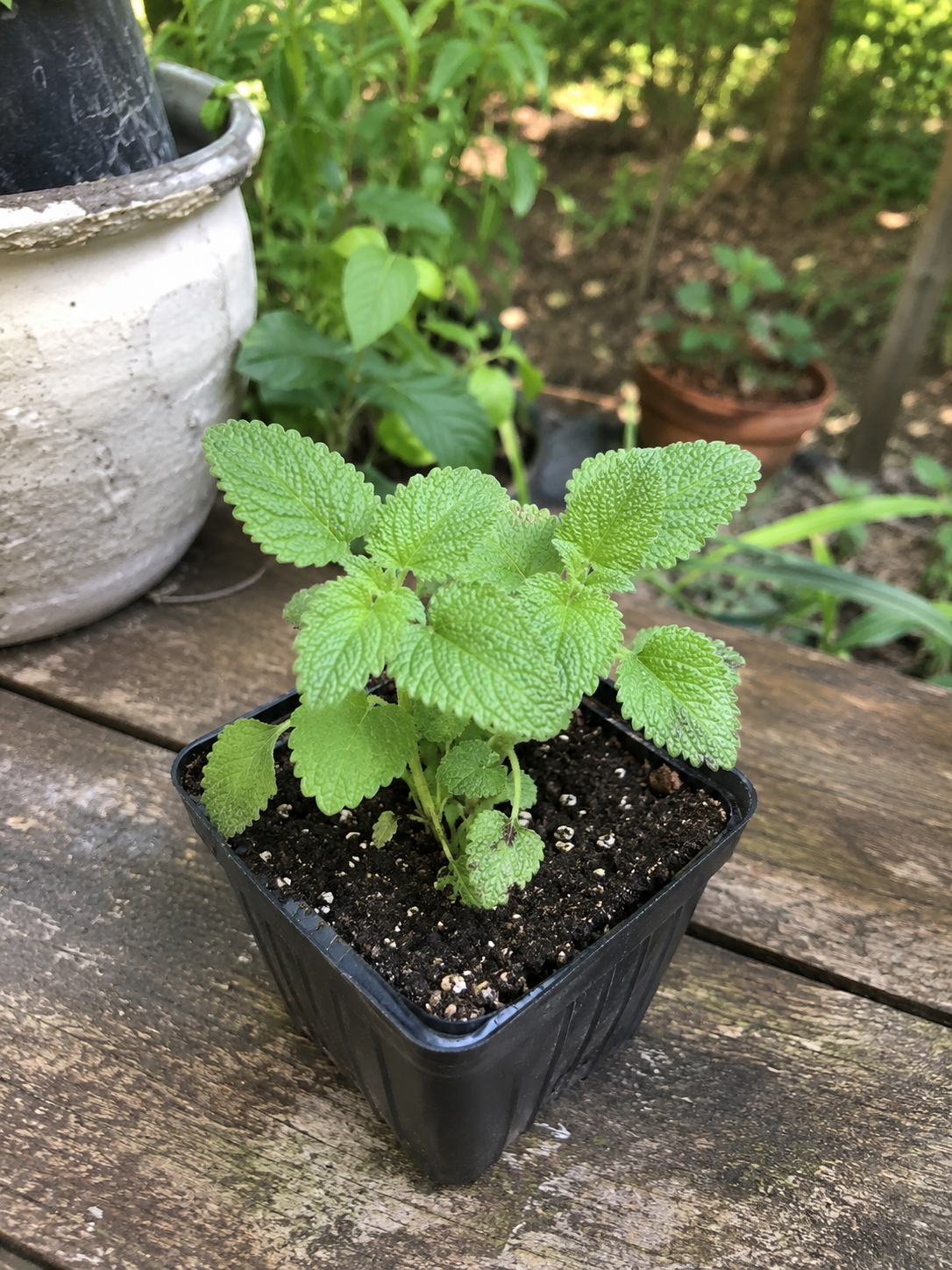 Lemon Balm Live Plant